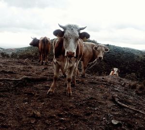 Portrait of cow standing on field