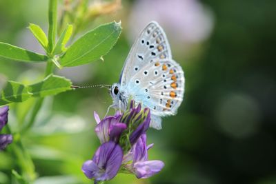 Close-up of butterfly pollinating on purple flower