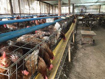 High angle view of birds in cage