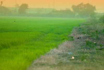 Scenic view of agricultural field