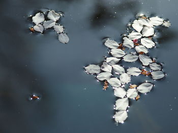 High angle view of white petals floating on water