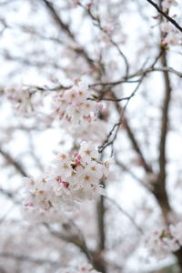 Apple blossoms in spring