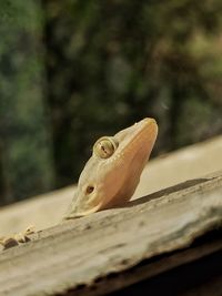 Close-up of fish swimming in sea