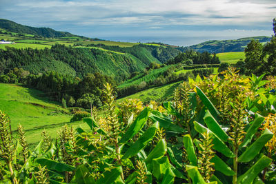 Scenic view of agricultural field against sky