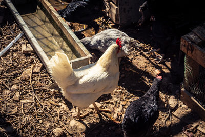 High angle view of man feeding pigeons