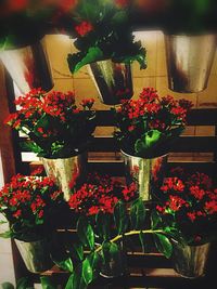 Close-up of flowers growing in potted plant