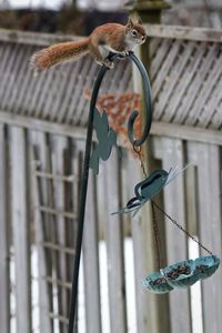 Close-up of bird perching on feeder