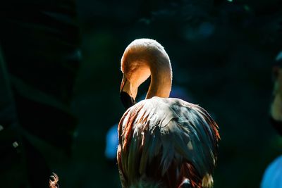 Close-up of swan