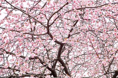 Low angle view of cherry blossom tree against sky