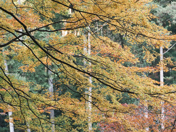View of autumnal trees