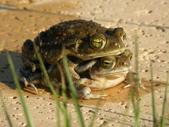 Close-up of frog