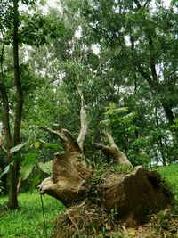 Trees in forest