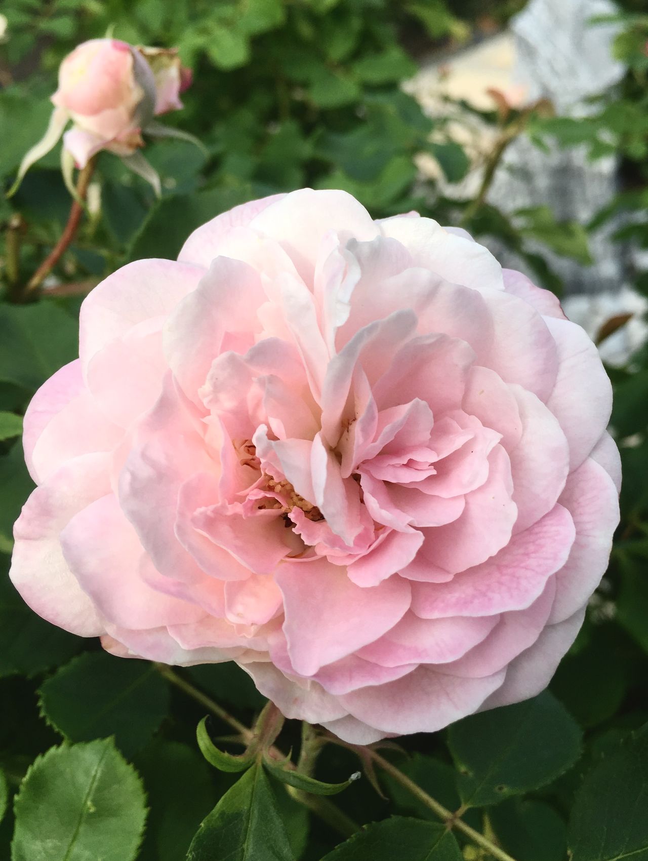 Historische rose