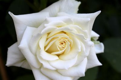 Close-up of white rose