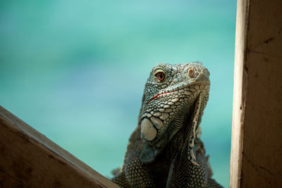 Close-up of a lizard looking away