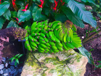Close-up of banana tree