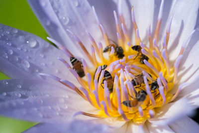 Close-up of honey bees pollinating lotus water lily