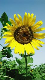 Low angle view of sunflower against sky