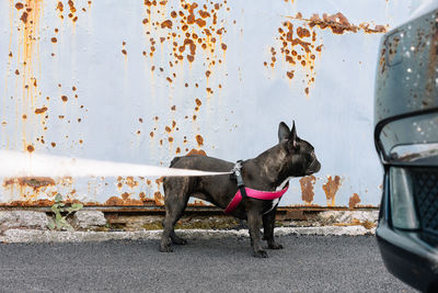 View of dog standing on street in city