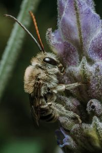 Close-up of bee pollinating on purple flower