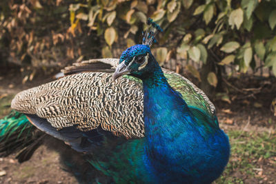 Close-up of peacock