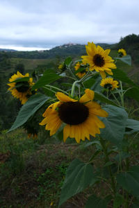 Sunflowers blooming on field against sky