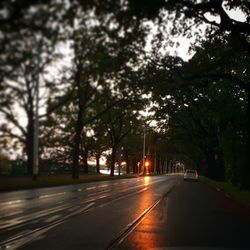 Cars on road by trees in city