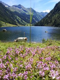 Scenic view of lake against blue sky