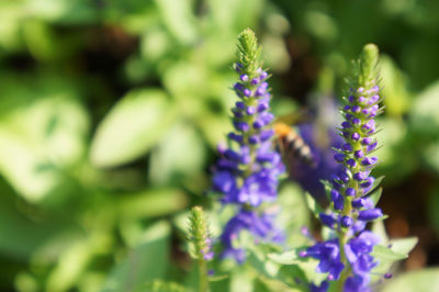 Close-up of purple flowers