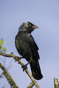 Close-up on a jackdaw perched on a branch.
