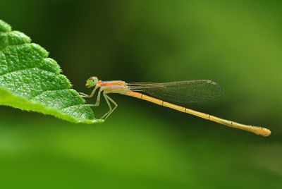 Close-up of grasshopper