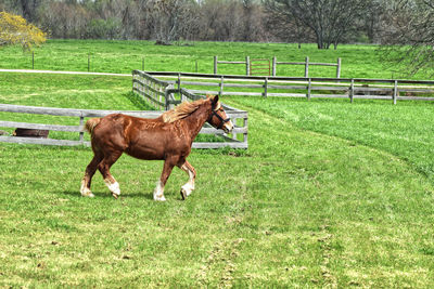 Horse in ranch