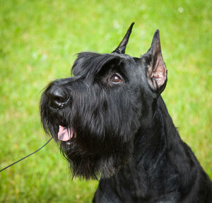 Dog's face, giant schnauzer, portrait, head outside the door, green grass in the background