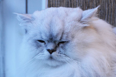 Close-up of cat relaxing