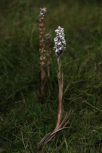 Close-up of wilted plant on field