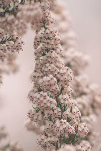 Low angle view of flowering plant