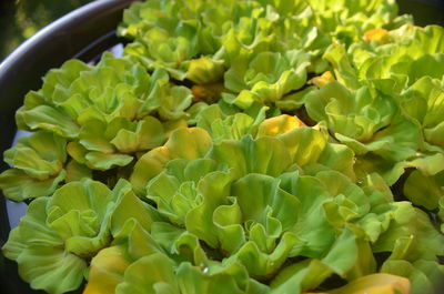 Close-up of chopped vegetables