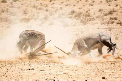 Horse on sand