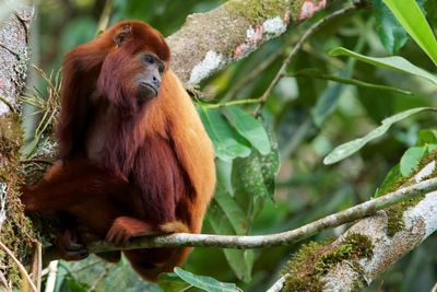 Monkey looking away on tree