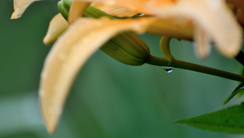 Close-up of raindrops on plant