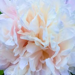 Full frame shot of white flowers