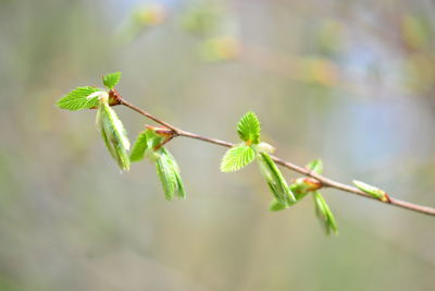 Close-up of plant on twig