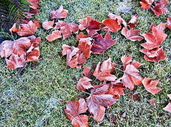 High angle view of dry maple leaves on field