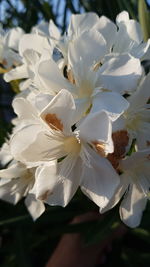 Close-up of white flowering plant