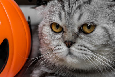 Close-up portrait of a cat