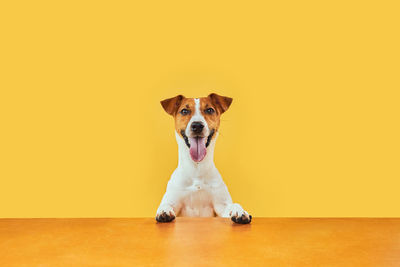 Portrait of dog sitting on hardwood floor against yellow background