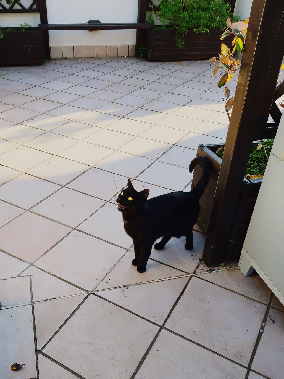 pets, one animal, domestic, mammal, domestic animals, animal themes, animal, vertebrate, dog, canine, flooring, tiled floor, tile, no people, feline, high angle view, cat, black color, day, footpath, outdoors, paving stone