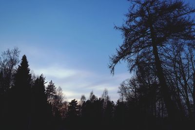 Low angle view of trees against clear sky