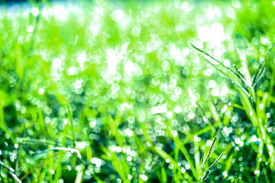 Full frame shot of raindrops on plants