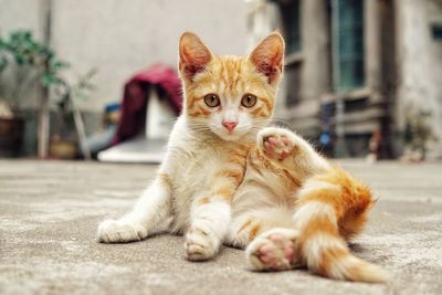 Portrait of cute kitten sitting on footpath